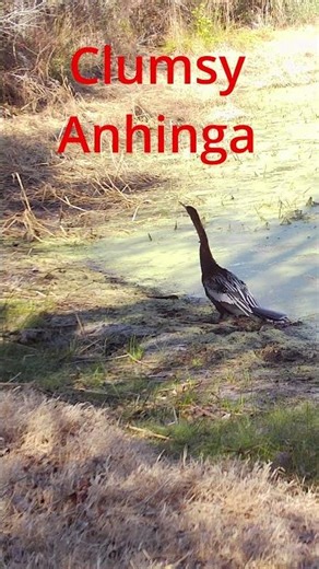 Acrobatic Anhinga #anhinga #worldwildlifeday #wildlife #birds #nature #naturelovers #outdoors