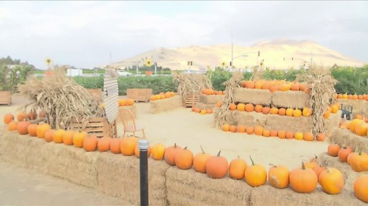 New sunflower stand and pumpkin patch in Sanger