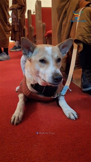 🐾 Aloka's Calm Presence - This morning on Day 98 (1/31/2026), Aloka the Peace Dog was calm beside the venerable monks. His gentle spirit always wants to walk with us—we can see it in his eyes, in the way he stays so close, in his devoted heart that longs to be on the path alongside those he loves. But his body still needs a bit more time for full recovery, and we are honoring that with patience and care. So for now, he rests nearby, offering his peaceful presence, his quiet companionship, his u