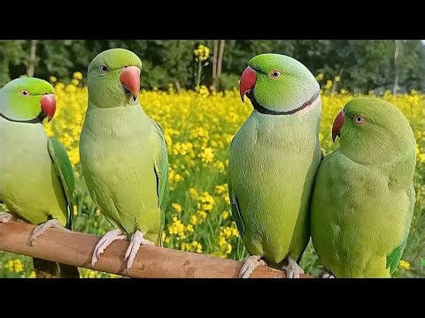 Parrots sound |Ringneck Green Parrot video|#usatalkparrot#talkingparrot#cuteParrot