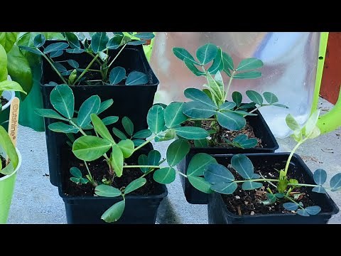 Growing Peanuts From Seed | Week 8, Transplanting Peanut Seedlings
