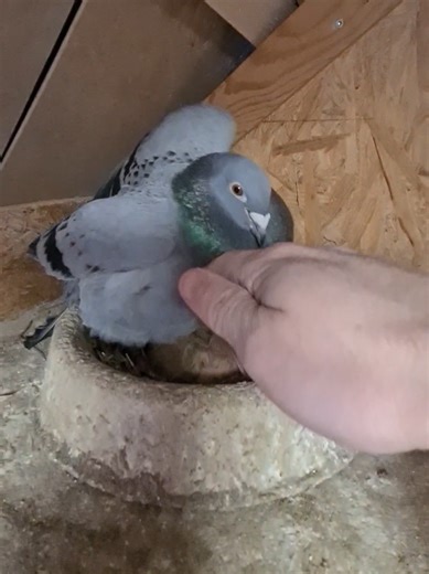 Daily Check on Young Pigeons in Nests