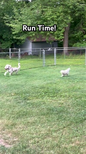 Journey & Skye Go Full Zoomies in Their Private Dog Park! 🐾💨
