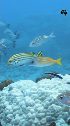 Exploring the Great Barrier Reef's Underwater Wonders #GreatBarrierReef #UnderwaterAdventure