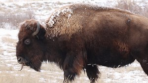 57K views · 3.6K reactions | A snowed on bison makes its way across a hillside in Yellowstone Park. Winter. #outdoors #nature #animals | Michael Hodges, Author | Facebook