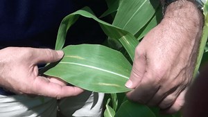 Corn School: Leaf Blight Defence Starts With Genetics