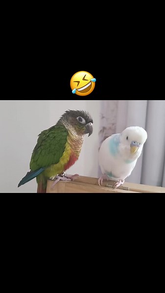 Talk too much. #fyp #littlebird #conuresoftiktok