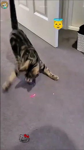 Meme Cat vs Human 😂😼 | Ultimate Troll Face Battle!