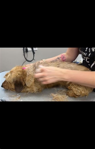 Video's van Melenie Beelen (@meleniebeelen) met original sound - zoe (꒪ཀ꒪)