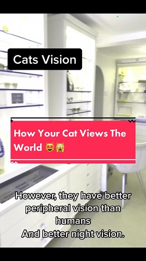 Cat Vision: How Cats See The World