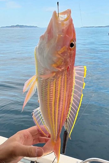 手作り仕掛けでイトヨリ釣り！マイボートからの釣果報告🛥️ #fishing #釣り動画#胴付き仕掛け