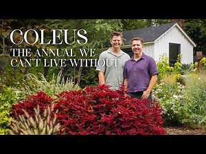 5 Stunning Coleus Varieties You Need in Your Garden | Gardener in Love