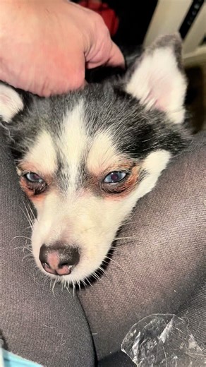 Sunnisky (@sunnisky1)’s videos with original sound - MOTORSPORT FILES