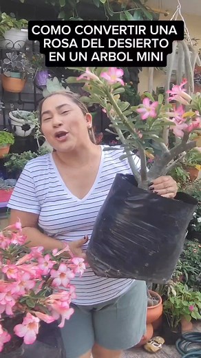 Cómo convertir una adenium obesum en un arbolito #rosadeldesierto | Mi Pequeño Jardín Mágico 2