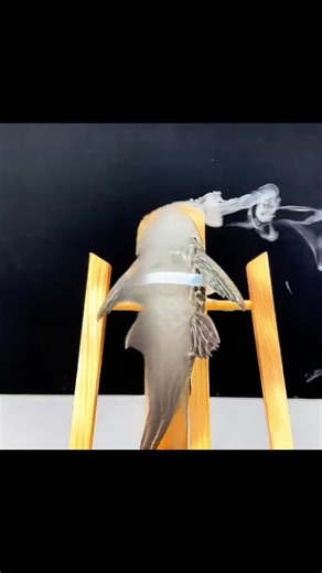 Extreme Pleco Experiment: Liquid Nitrogen vs. Boiling Water