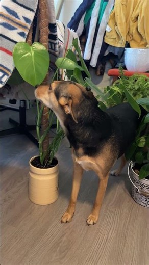 Cute Dog Tip-Toeing Through Plants || ViralHog