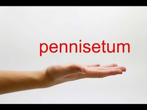 How to Pronounce pennisetum - American English