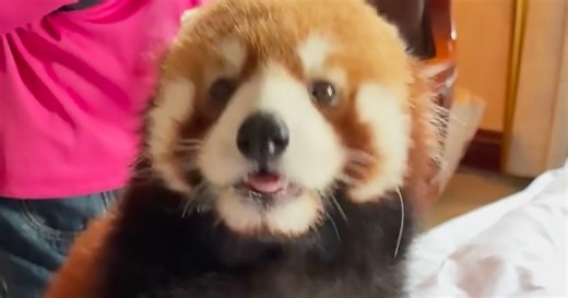 China cans hotel's red panda 'wake-up call' service