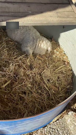 The sheep who became famous for acting #ActingSheep #DramaQueenSheep