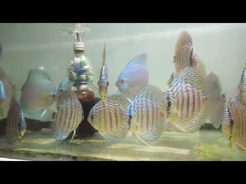 Adult discus £110 each @ Cheshire oaks discus fish sales