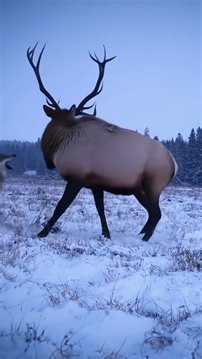 Wild Wolf vs Deer: Intense Chase in the Wilderness | Real Wildlife Moment