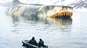 207K views · 5.5K reactions | Terrifying Sea Creatures Scientists Thought Were Extinct #extinct #ocean #creatures | Most Amazing ELITE | Facebook