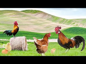 Inside the Desi Farm | A Day in the Life of Rural Farming 🌿 | Riwayati Desi Kheti | Farm Zindagi