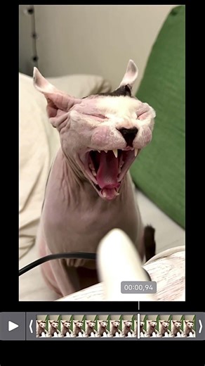Cat Zombie #catvideo #sphynxcat