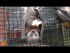 Flying Foxes Enjoy Apples