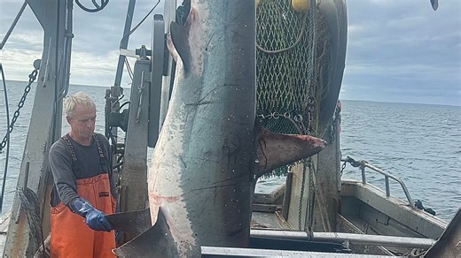 RI fishermen caught a monster shark off Block Island. Here's why they let it go.
