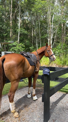 🇦🇺Jordan Vivian on Instagram: "🌾 Feeding your horse hay before riding is vital in protecting their gut health. Horses stomachs produce acid all day long as they’re built to graze continuously, however we interrupt that routine by stabling, floating and riding. Forage keeps that acid working on food instead of splashing around an empty stomach. 🔥 Why hay before you tack up matters 1. A small amount of hay forms a protective “mat” that helps stop acid from sloshing into the sensitive upper sto