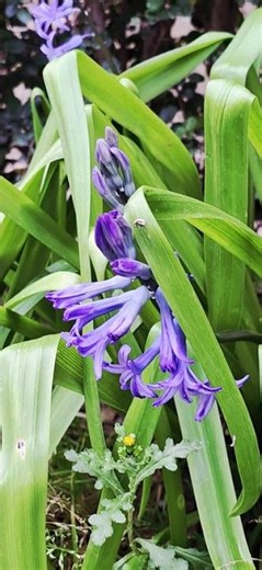 @-earth.plants-animals Hyacinthus orientalis flos,common hyacinth,zymbyli i rëndomtë🪻