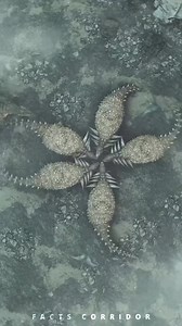 843K views · 10K reactions | Top 10 Amazing Facts About Animals 念勞 #reelsfb #animalfacts #animals #amazingfacts | Facts Corridor | Facebook