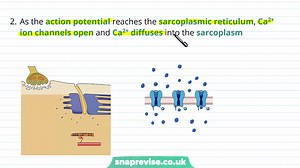 86.Muscles & the Basis of Contraction _ A-level Biology _ OCR, AQA, Edexcel