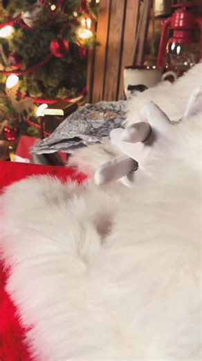 Cabela's on Instagram: "Christmas is here at Cabela's! 🎄⁣ ⁣ Check out the link in bio to the gift guide!"