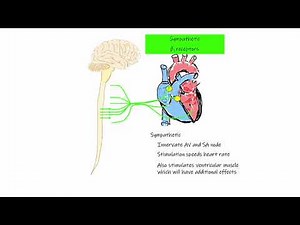 Autonomic Regulation of Heart Rate : Chronotropic Effects l CV04