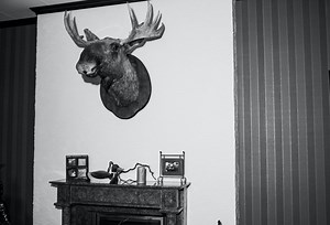 Can You Sell Taxidermy in Alberta? | Know Alberta
