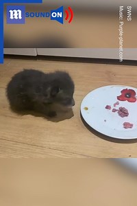 Sure, a puppy is cute, but have you seen a baby fox? 🦊😍 Via SWNS | Daily Mail Video