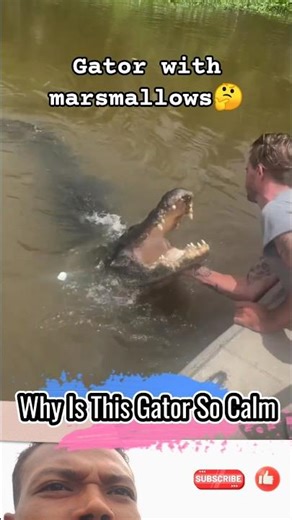 Feeding a Gator With MARSHMALLOWS