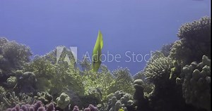 Bluecheek Butterflyfish or Yellow Butterfly Fish in The Coral Reef of The Red Sea of Egypt