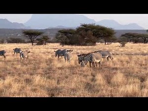 Kenya Trip - Drive Three - Zebras Mating