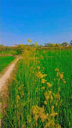 welcome tu mere gaon ka Mausam #video #shortfeed #shorts