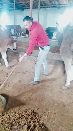 Effective Manure Management Techniques in Barns