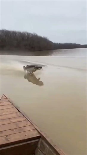 “Flying Fish Swimming Freely in the River 🐟✨”#FlyingFish#RiverLife#FishInRiver