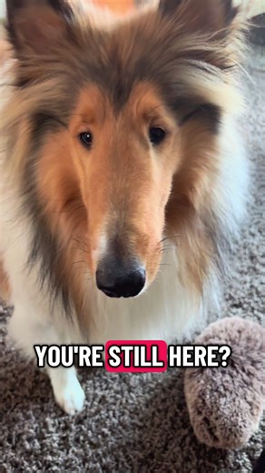 Join the Fun with My Playful Collie!