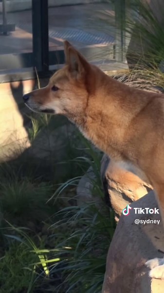 Unique Eco-Luxury Stays at Taronga Zoo