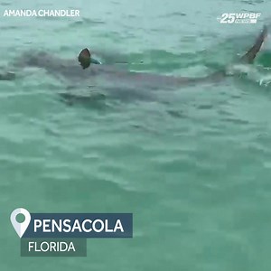 158K views · 335 reactions | 麗 SHARK AWARENESS DAY: Three women swimming off of Pensacola were circled by seven hammerheads during a June beach day they will never forget. | WPBF 25 News | Facebook