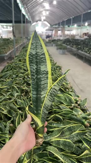 superba bare root | sally lin