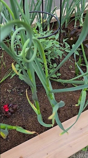Harvesting Garlic Scapes