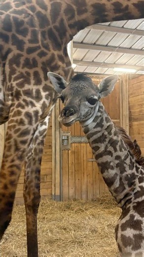 Gender Predictions: Baby Giraffe